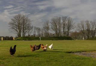 Hauxley Tourers